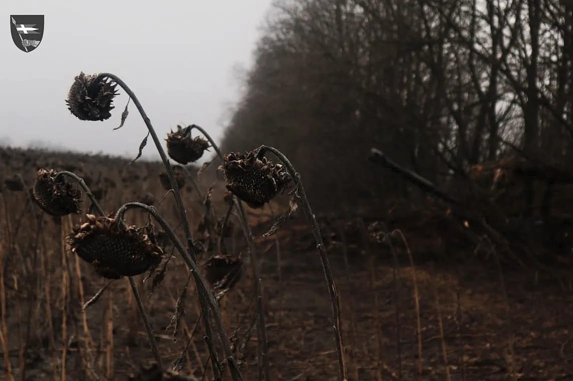 334941377 233067762512926 5963110768735793770 n 3eaf1 334941377 233067762512926 5963110768735793770 n 3eaf1