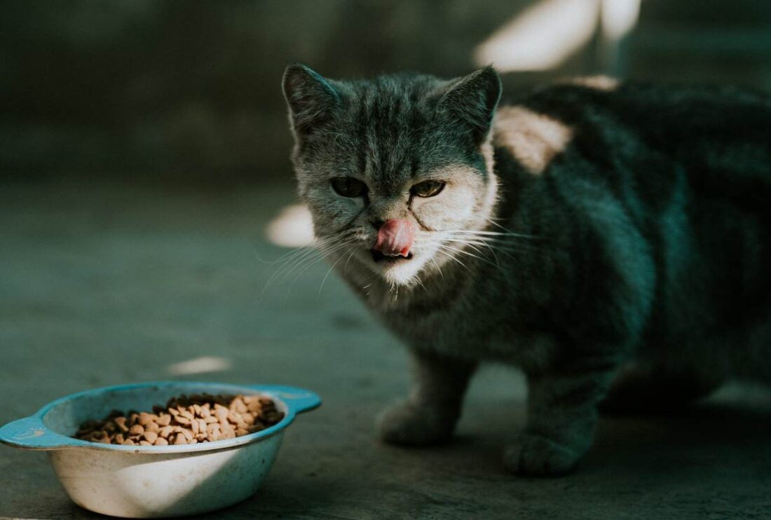 Їжа для котів