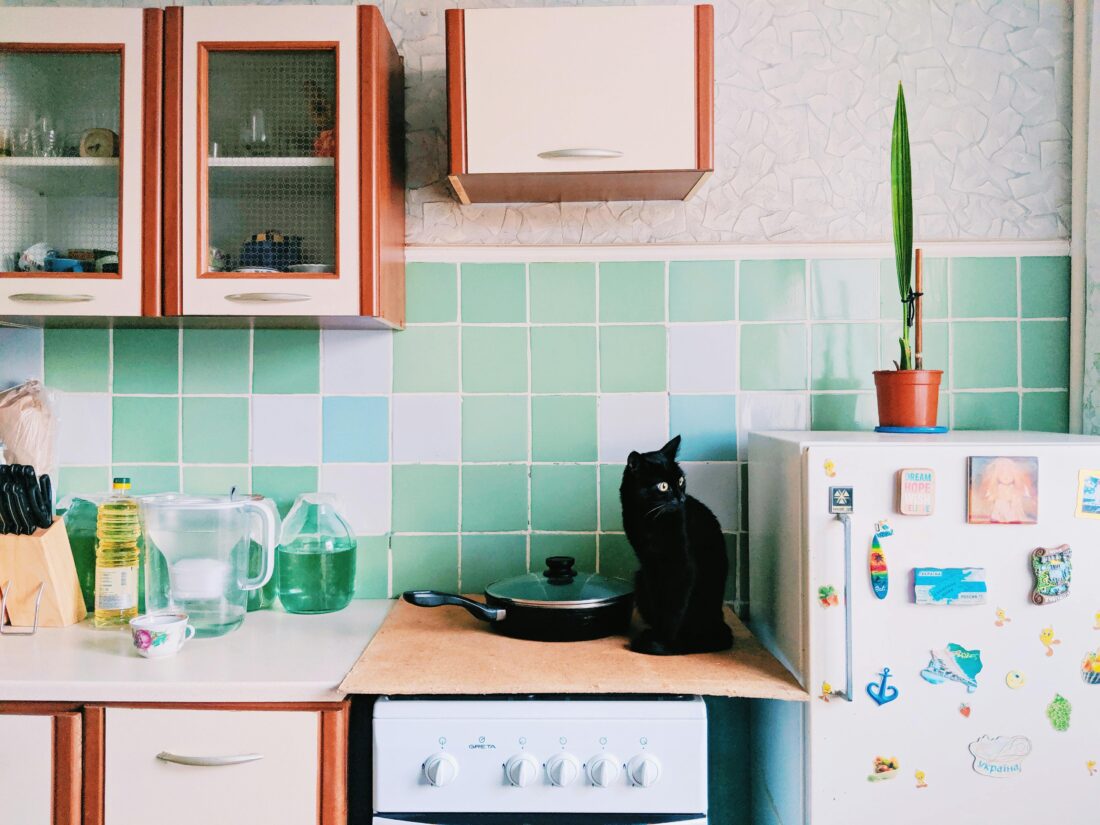 Домашніх улюбленці можуть лякати шумні звуки від холодильника / фото ілюстративне